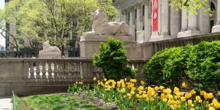 Exterior of the Stephen A. Schwarzman Building with flowers and trees in bloom.