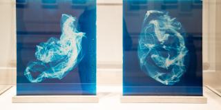 Two blue cyanotypes standing in a case.