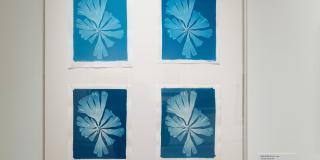 Four blue cyanotypes in a single frame, the same image of algae in slightly different shades of blue. 