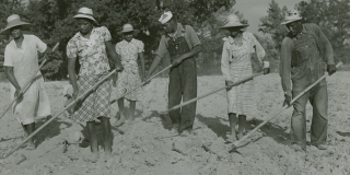 Historic black-and-white photograph of Black men and women wearing hats and using hand hoes in a field